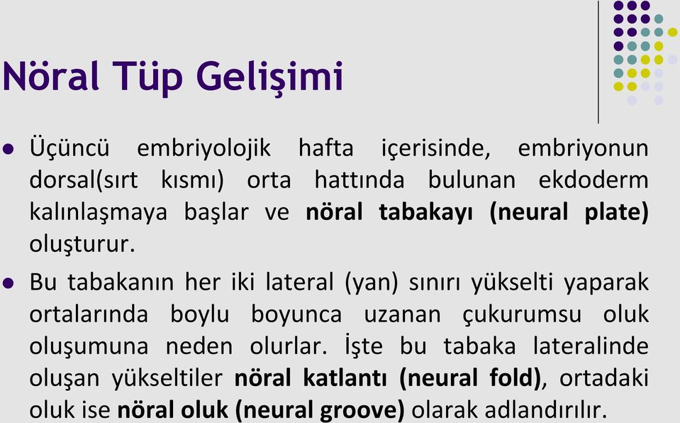 Bu tabakanın her iki lateral (yan) sınırı yükselti yaparak ortalarında boylu boyunca uzanan çukurumsu oluk