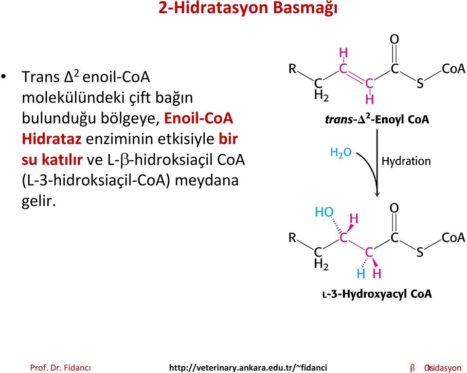 CoA Hidrataz enziminin etkisiyle bir su katılır