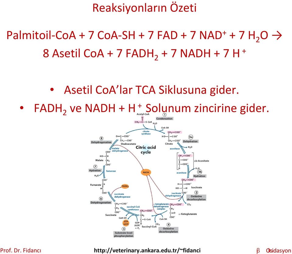 2 + 7 NADH + 7 H + Asetil CoA lar TCA Siklusuna