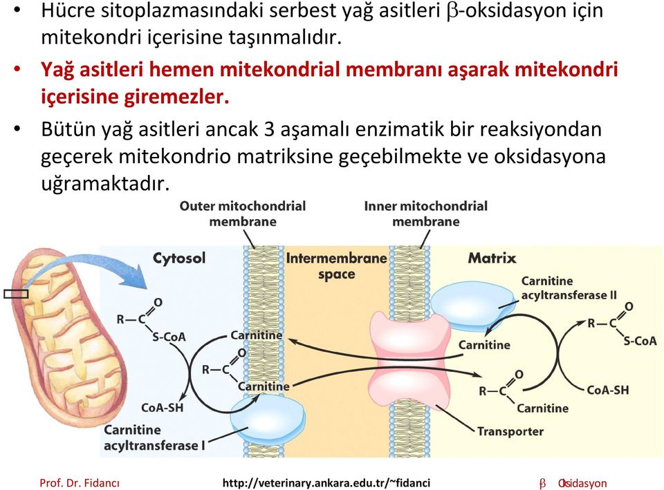 Yağ asitleri hemen mitekondrial membranı aşarak mitekondri içerisine