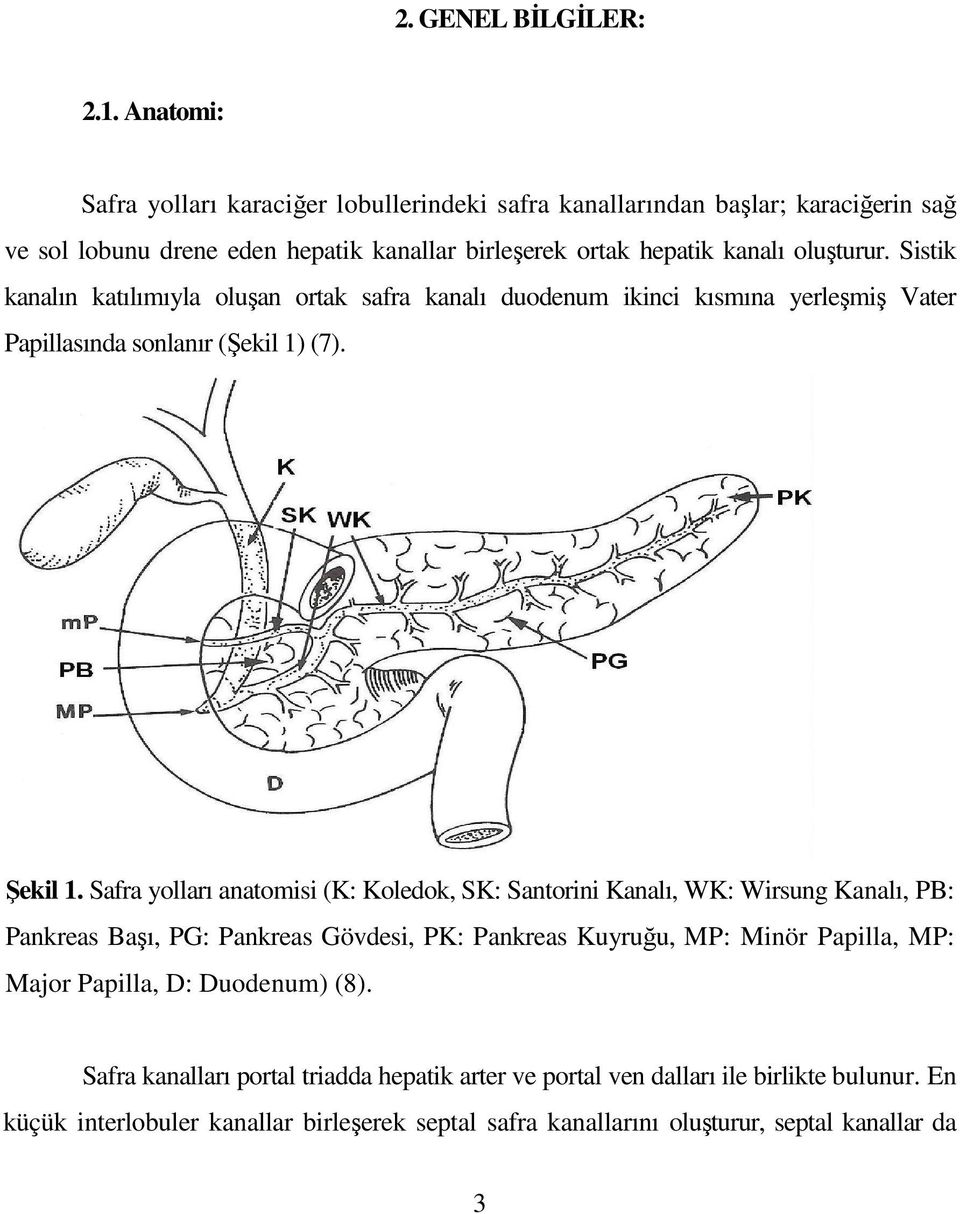 Sistik kanalın katılımıyla oluşan ortak safra kanalı duodenum ikinci kısmına yerleşmiş Vater Papillasında sonlanır (Şekil 1) (7). Şekil 1.