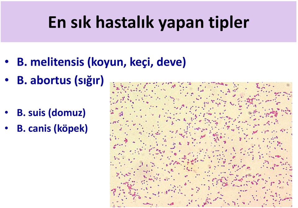 deve) B. abortus (sığır) B.