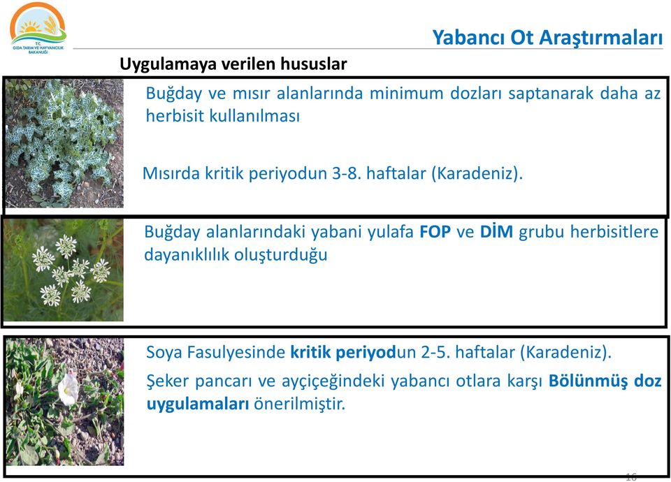 Buğday alanlarındaki yabani yulafa FOP ve DİM grubu herbisitlere dayanıklılık oluşturduğu Soya Fasulyesinde