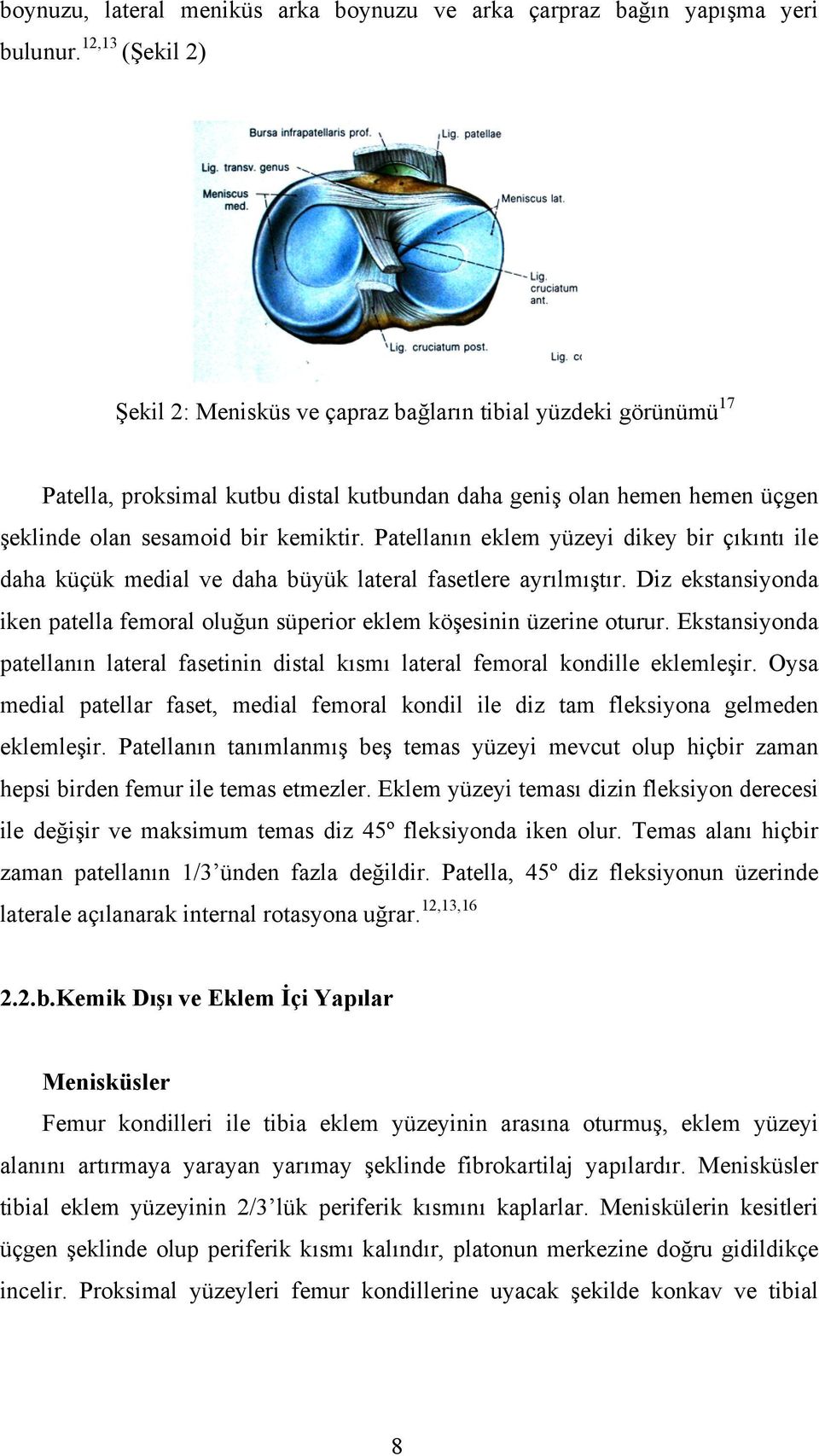 Patellanın eklem yüzeyi dikey bir çıkıntı ile daha küçük medial ve daha büyük lateral fasetlere ayrılmıştır. Diz ekstansiyonda iken patella femoral oluğun süperior eklem köşesinin üzerine oturur.