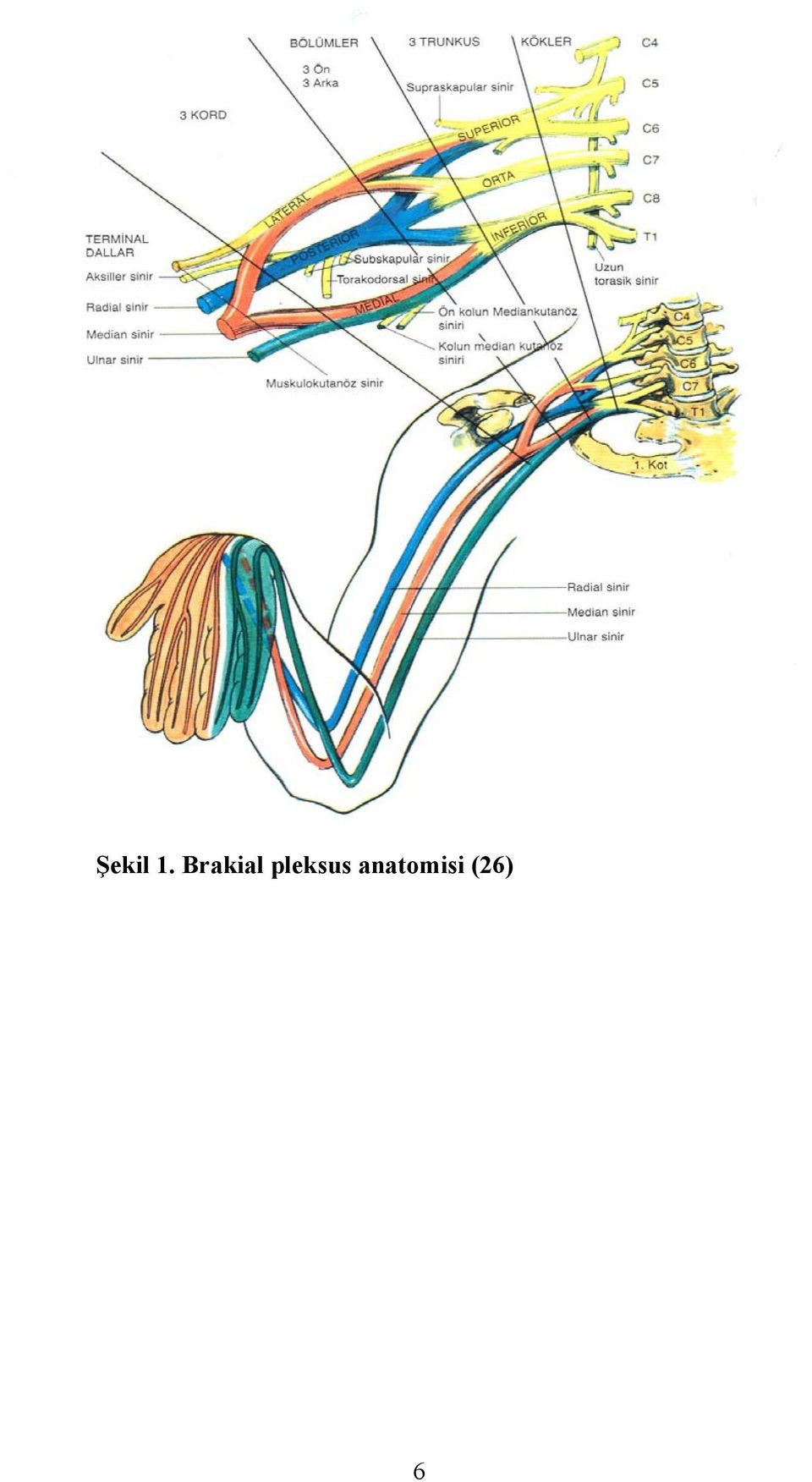 pleksus