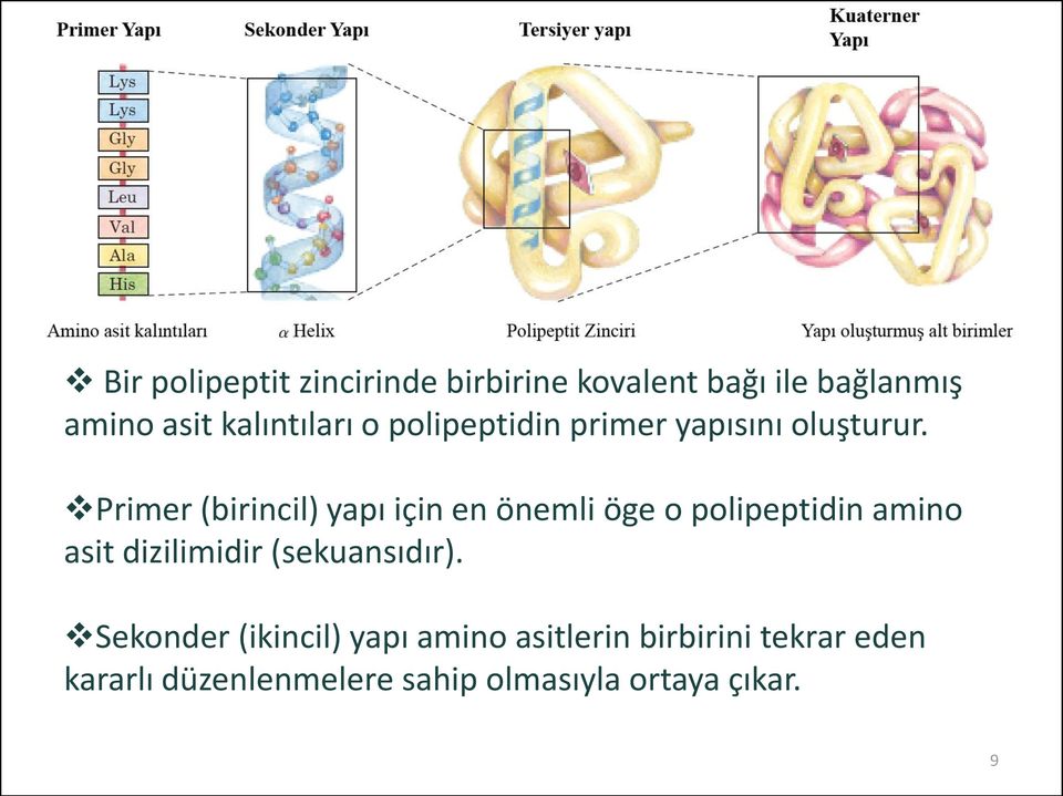 Primer (birincil) yapı için en önemli öge o polipeptidin amino asit dizilimidir