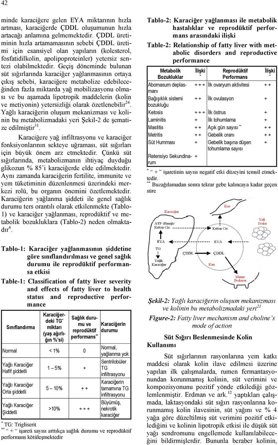 Geçiş döneminde bulunan süt sığırlarında karaciğer yağlanmasının ortaya çıkış sebebi, karaciğere metabolize edebileceğinden fazla miktarda yağ mobilizasyonu olması ve bu aşamada lipotropik maddelerin