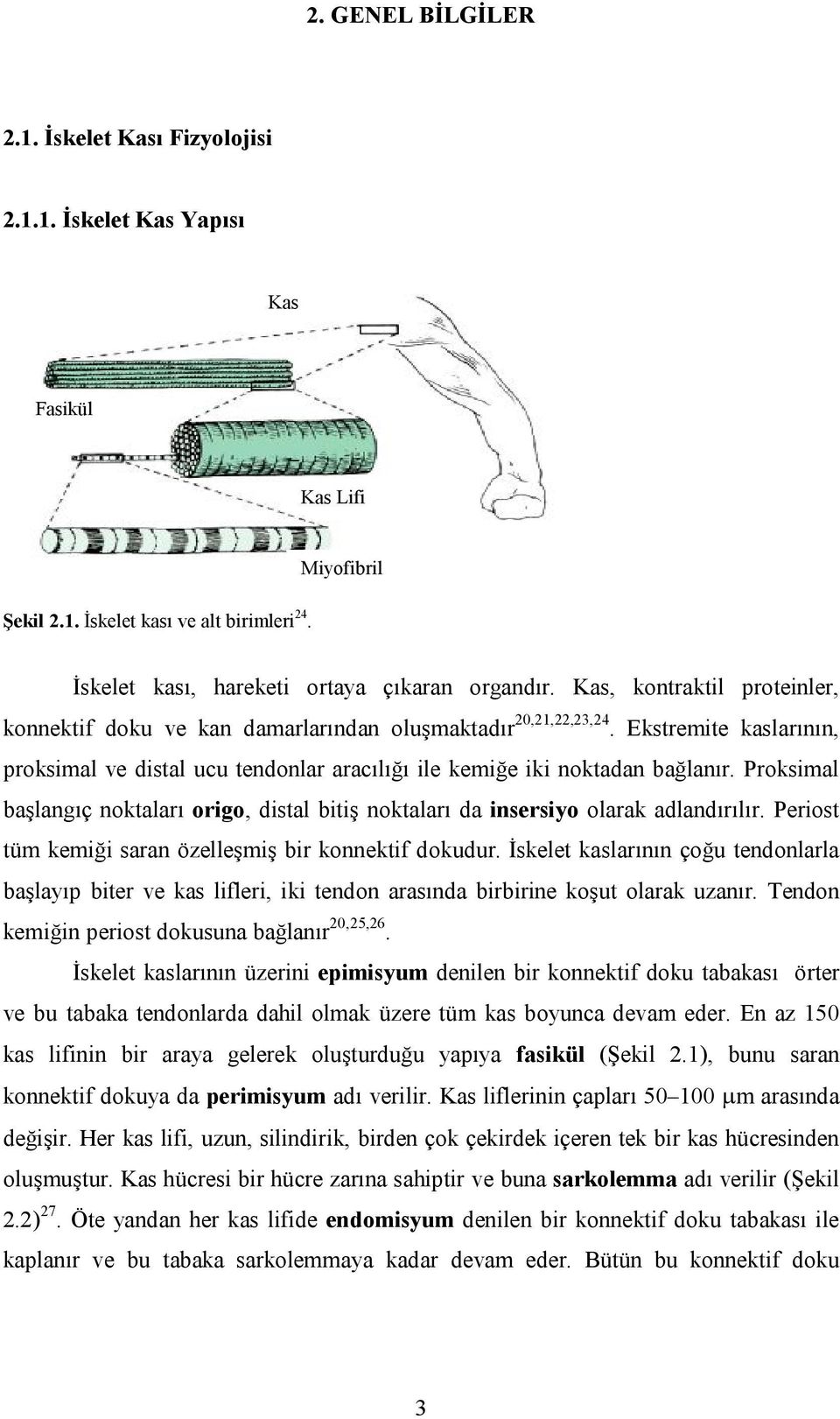 Proksimal başlangıç noktaları origo, distal bitiş noktaları da insersiyo olarak adlandırılır. Periost tüm kemiği saran özelleşmiş bir konnektif dokudur.