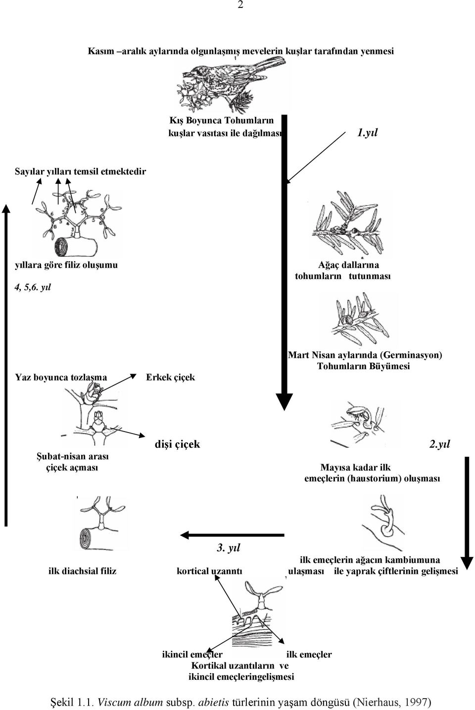 yıl Ağaç dallarına tohumların tutunması Yaz boyunca tozlaşma Erkek çiçek Mart Nisan aylarında (Germinasyon) Tohumların Büyümesi Şubat-nisan arası çiçek açması dişi çiçek 2.