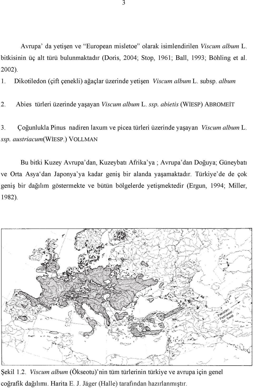 abietis (WİESP) ABROMEİT 3. Çoğunlukla Pinus nadiren laxum ve picea türleri üzerinde yaşayan Viscum album L. ssp. austriacum(wiesp.