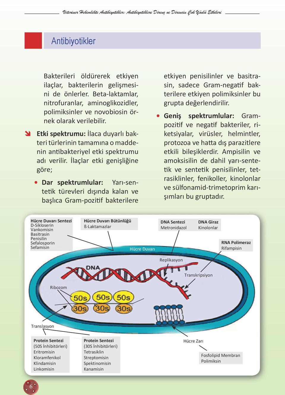 İlaçlar etki genişliğine göre; Dar spektrumlular: Yarı-sentetik türevleri dışında kalan ve başlıca Gram-pozitif bakterilere etkiyen penisilinler ve basitrasin, sadece Gram-negatif bakterilere etkiyen