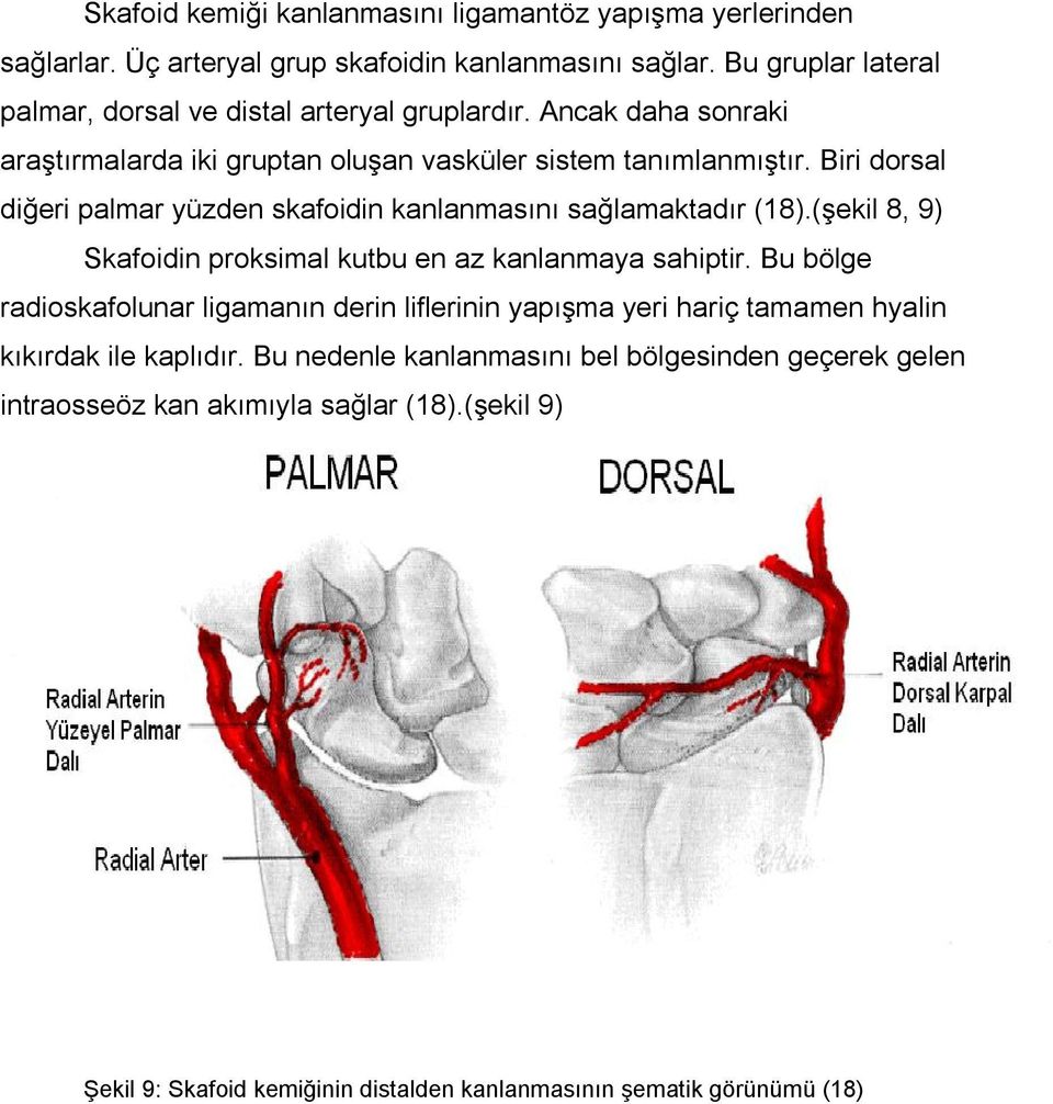 Biri dorsal diğeri palmar yüzden skafoidin kanlanmasını sağlamaktadır (18).(şekil 8, 9) Skafoidin proksimal kutbu en az kanlanmaya sahiptir.