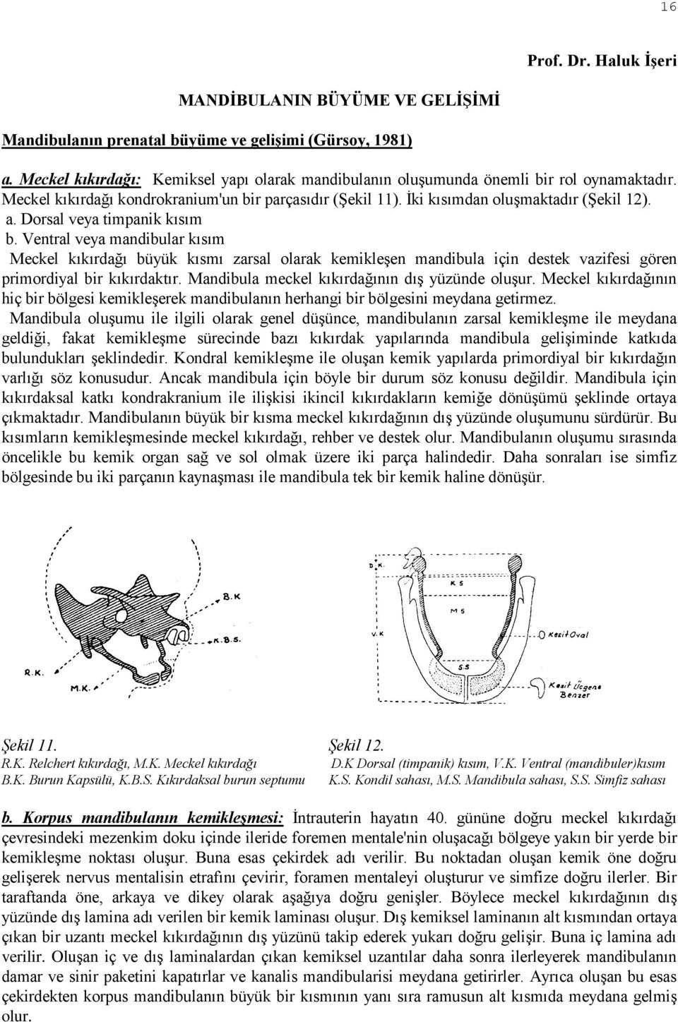 Ventral veya mandibular kısım Meckel kıkırdağı büyük kısmı zarsal olarak kemikleşen mandibula için destek vazifesi gören primordiyal bir kıkırdaktır. Mandibula meckel kıkırdağının dış yüzünde oluşur.