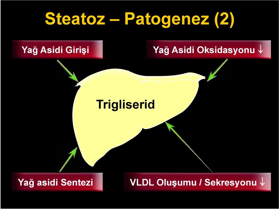 Oksidasyonu Trigliserid Yağ