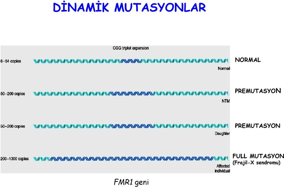 PREMUTASYON FULL