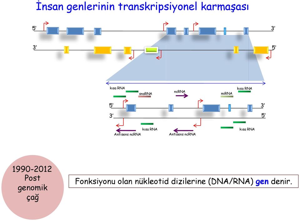 ncrna Antisens ncrna kısa RNA 1990-2012 Post genomik çağ
