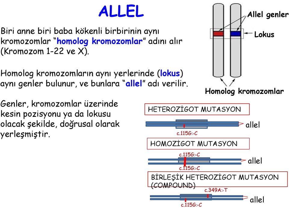 Genler, kromozomlar üzerinde kesin pozisyonu ya da lokusu olacak şekilde, doğrusal olarak yerleşmiştir.