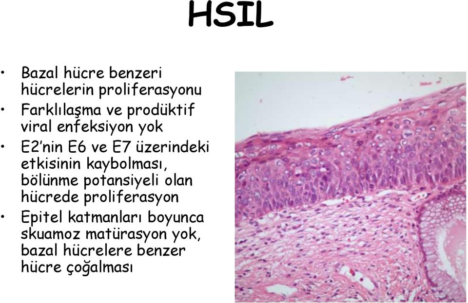 bölünme potansiyeli olan hücrede proliferasyon Epitel katmanları