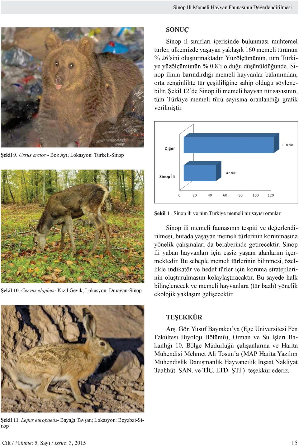 Şekil 12 de Sinop ili memeli hayvan tür sayısının, tüm Türkiye memeli türü sayısına oranlandığı grafik verilmiştir. Şekil 9. Ursus arctos - Boz Ayı; Lokasyon: Türkeli-Sinop Şekil 1.