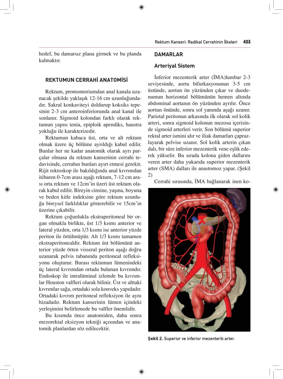 Parietal peritonun arkasında ilk olarak sol kolik arteri, sonra sigmoid kolonun mezosu içerisinde sigmoid arterleri verir.