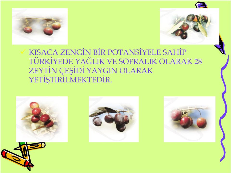 SOFRALIK OLARAK 28 ZEYTİN