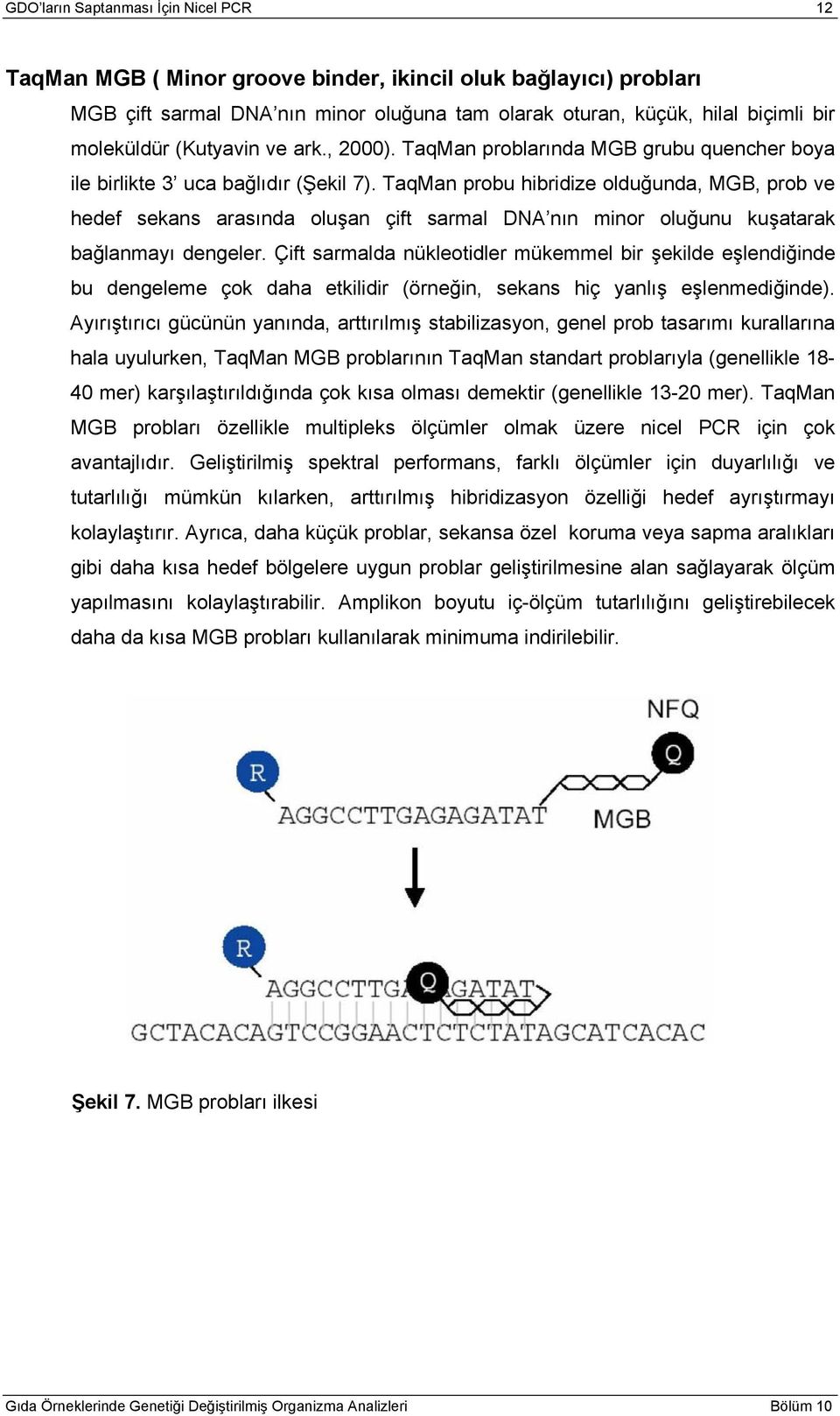 TaqMan probu hibridize olduğunda, MGB, prob ve hedef sekans arasında oluşan çift sarmal DNA nın minor oluğunu kuşatarak bağlanmayı dengeler.