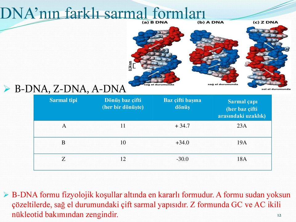 0 19A Z 12-30.0 18A B-DNA formu fizyolojik koşullar altında en kararlı formudur.