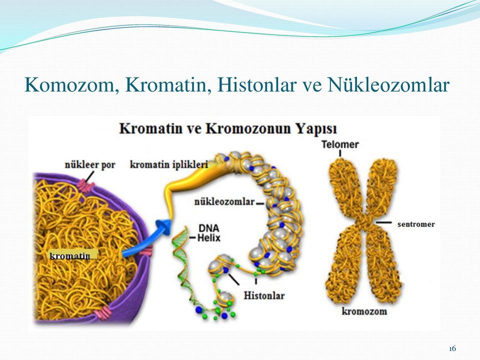 Histonlar