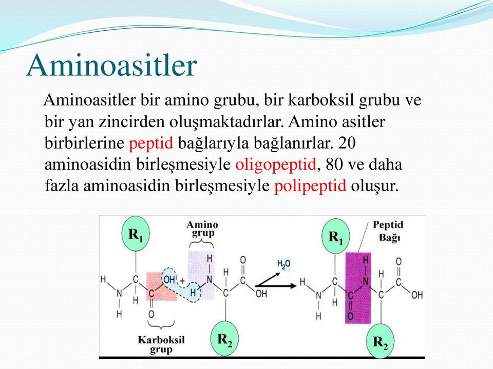 Amino asitler birbirlerine peptid bağlarıyla bağlanırlar.