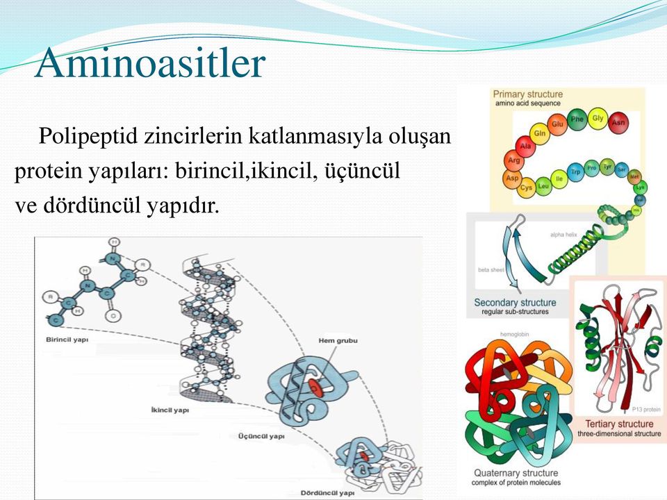 oluşan protein yapıları: