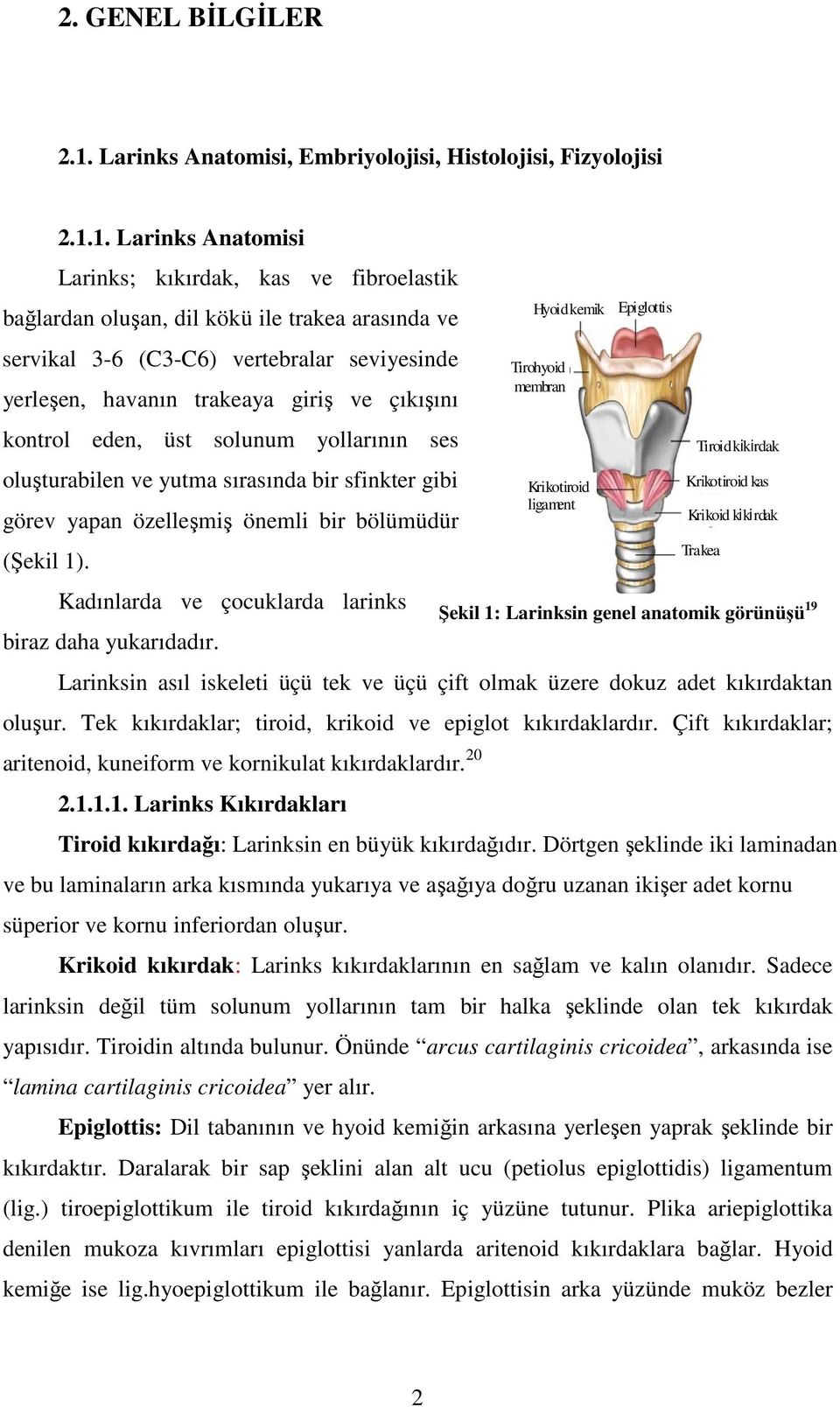 1. Larinks Anatomisi Larinks; kıkırdak, kas ve fibroelastik bağlardan oluşan, dil kökü ile trakea arasında ve servikal 3-6 (C3-C6) vertebralar seviyesinde yerleşen, havanın trakeaya giriş ve çıkışını