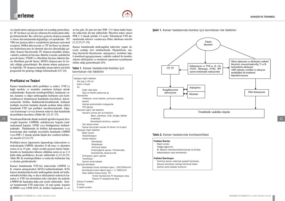 TF/ VIIa nın proteaz-aktive reseptörlerin (protease-activated receptors, PARs) aktivasyonu ve TF ün hücre içi domainin fosforilazsyonu ile tümöral işlevleri düzenlediği görülür.