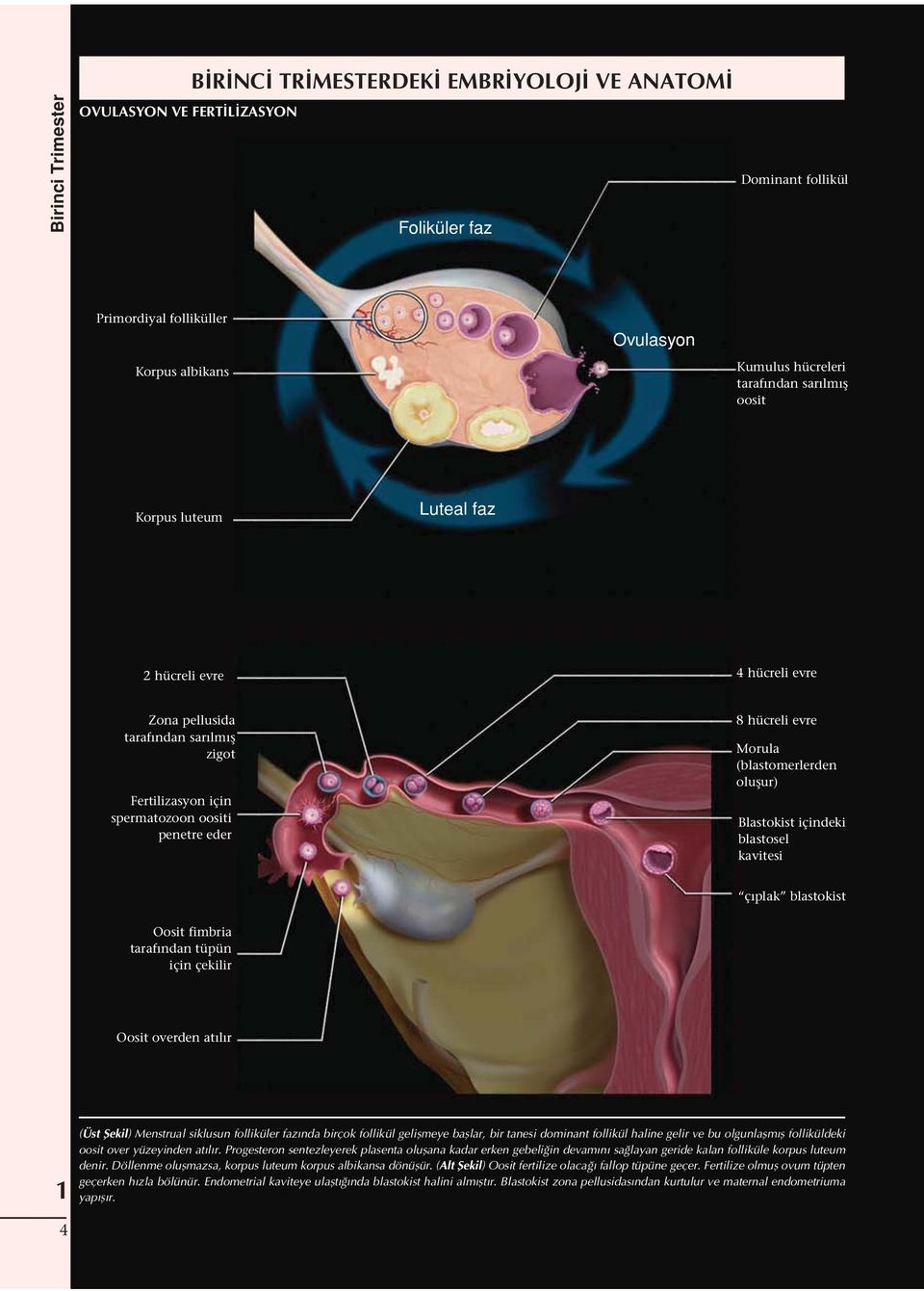 ndan sar lm oosit 4 hücreli evre 8 hücreli evre Morula (blastomerlerden olu ur) Blastokist içindeki blastosel kavitesi ç plak blastokist (Üst ekil) Menstrual siklusun folliküler faz nda birçok