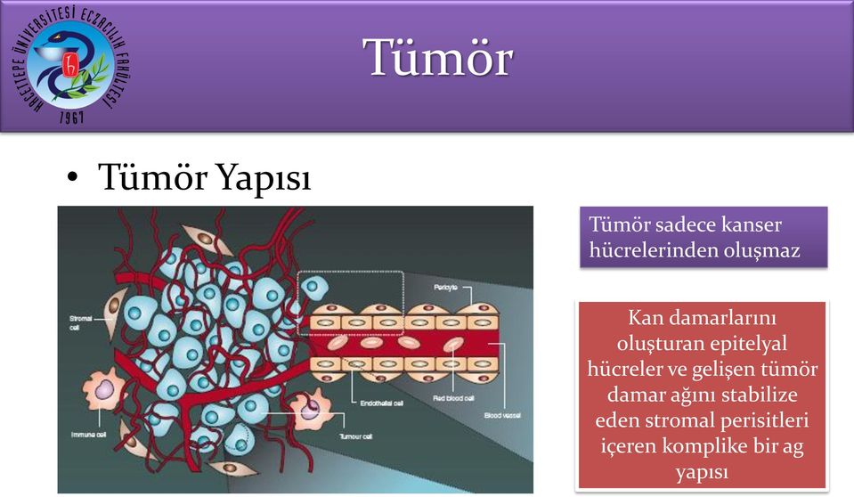epitelyal hücreler ve gelişen tümör damar ağını