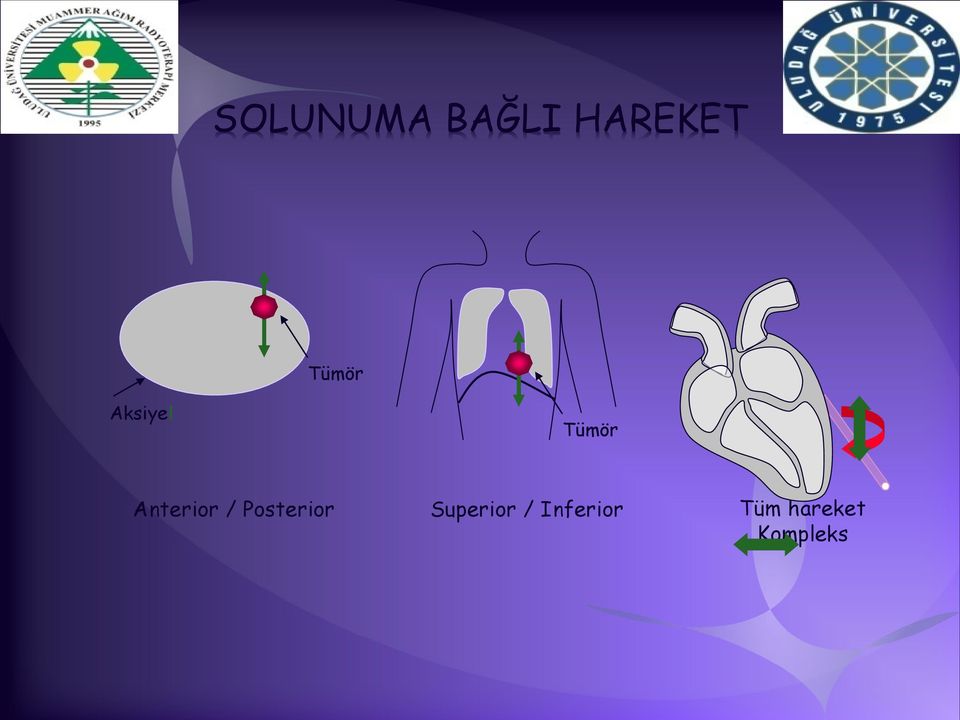 Anterior / Posterior