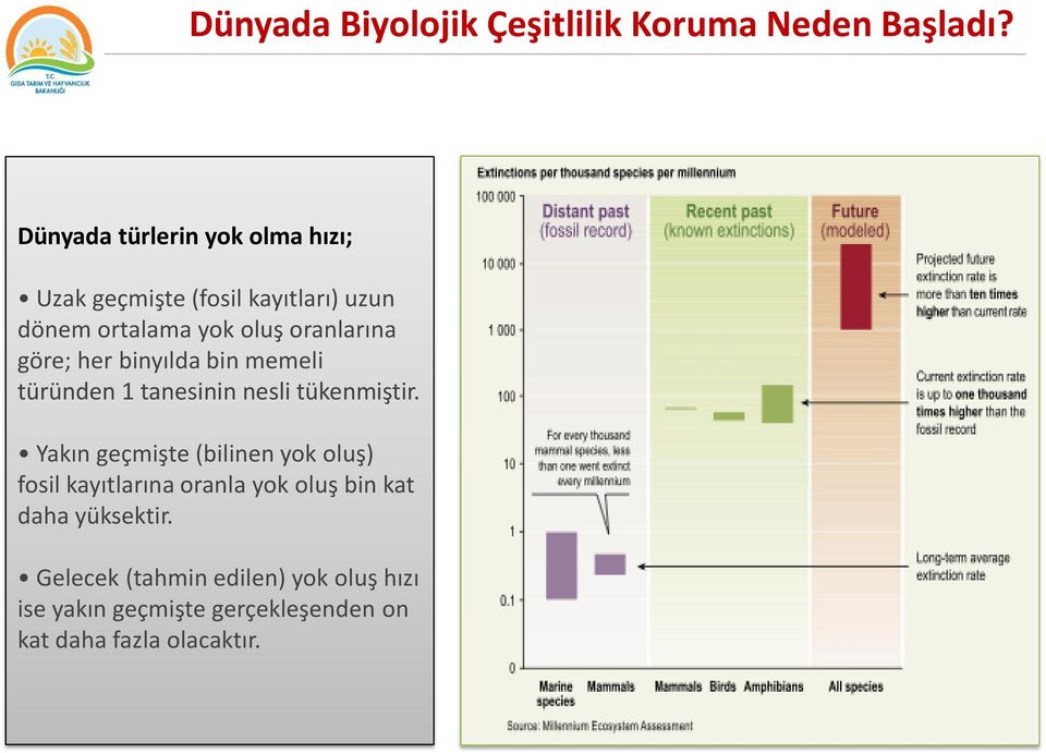 göre; her binyılda bin memeli türünden 1 tanesinin nesli tükenmiştir.