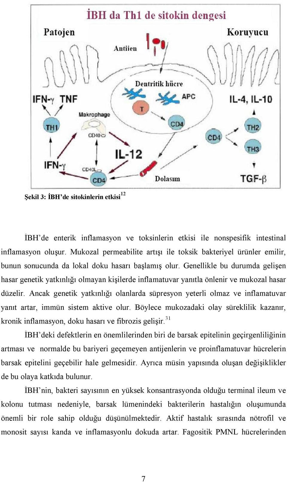 Genellikle bu durumda gelişen hasar genetik yatkınlığı olmayan kişilerde inflamatuvar yanıtla önlenir ve mukozal hasar düzelir.