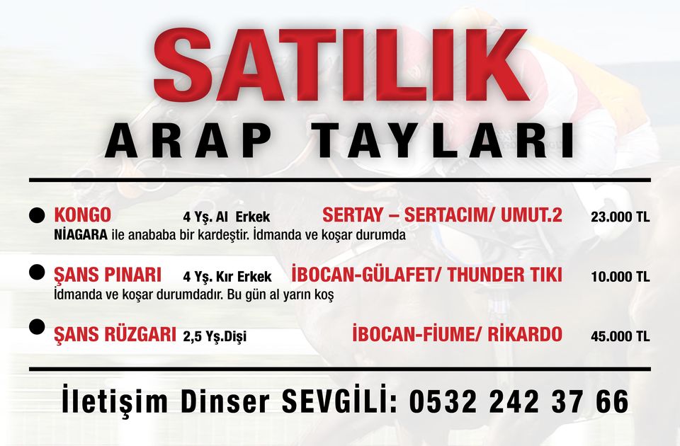 Kır Erkek İBOCAN-GÜLAFET/ THUNDER TIKI 10.000 TL İdmanda ve koşar durumdadır.