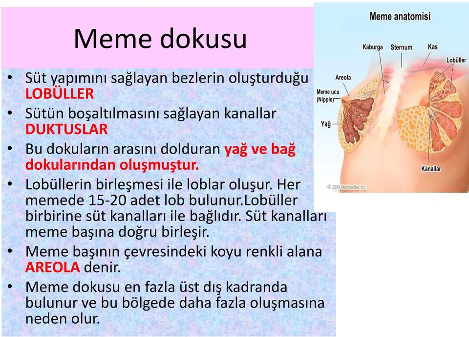 Her memede 15-20 adet lob bulunur.lobüller birbirine süt kanalları ile bağlıdır. Süt kanalları meme başına doğru birleşir.