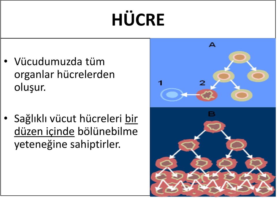 Sağlıklı vücut hücreleri bir