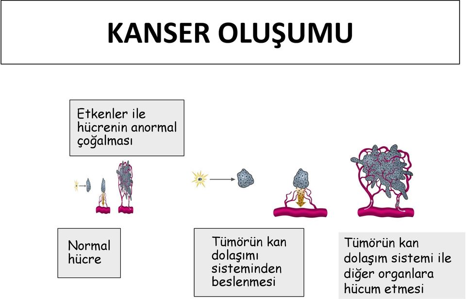 dolaşımı sisteminden beslenmesi Tümörün