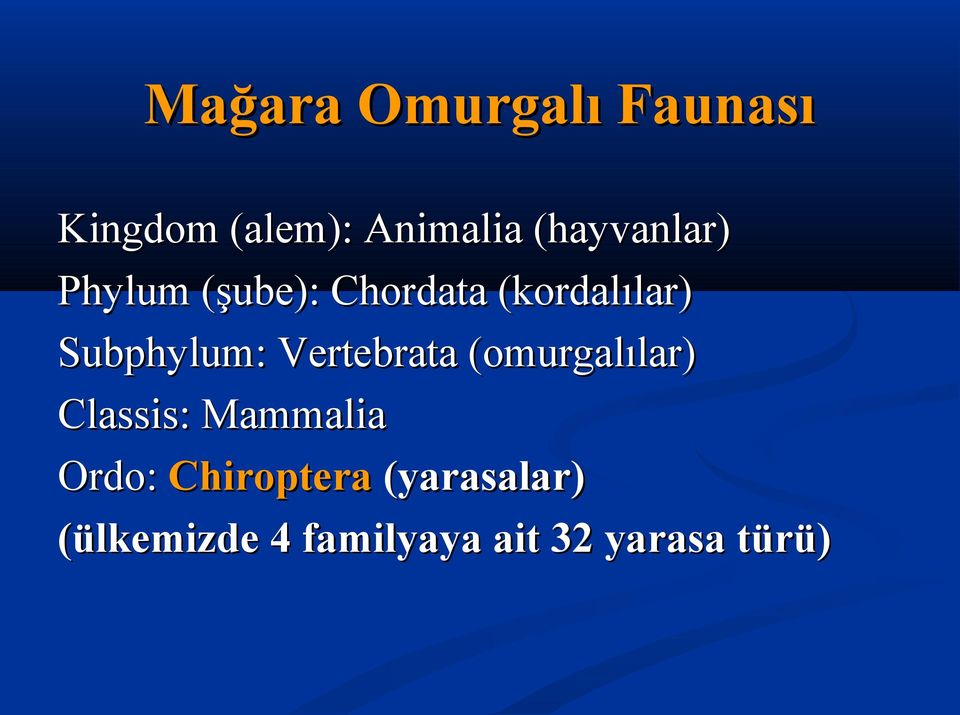 Subphylum: Vertebrata (omurgalılar) Classis: Mammalia