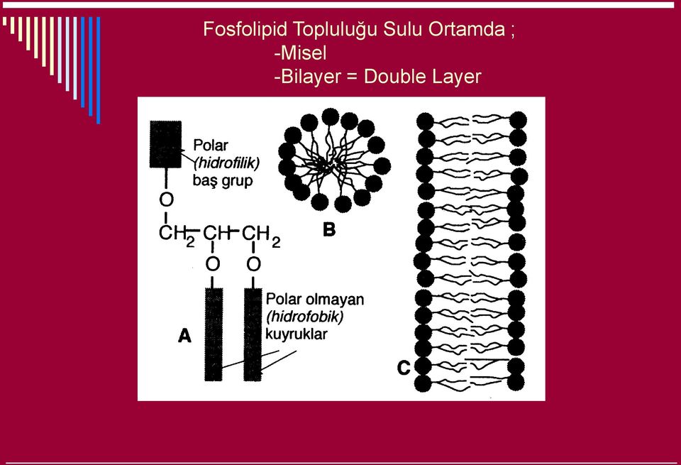 Ortamda ; -Misel