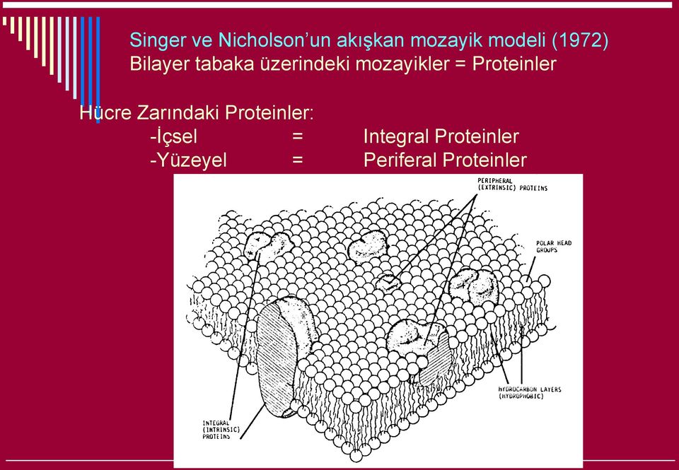 Proteinler Hücre Zarındaki Proteinler: -İçsel =