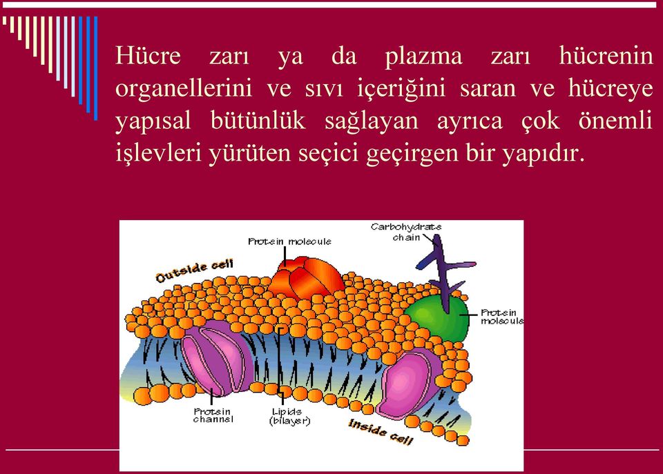 hücreye yapısal bütünlük sağlayan ayrıca çok