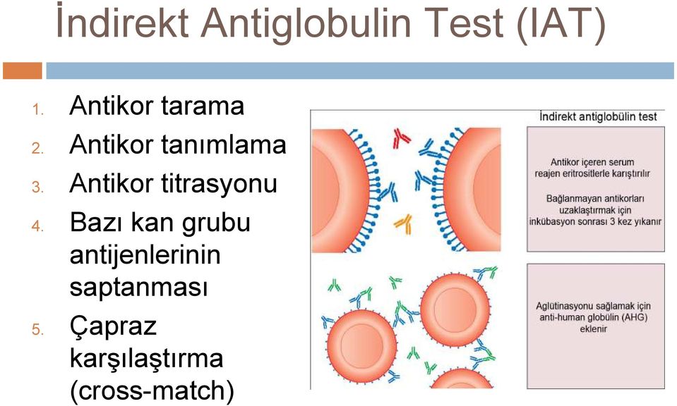 Antikor titrasyonu 4.