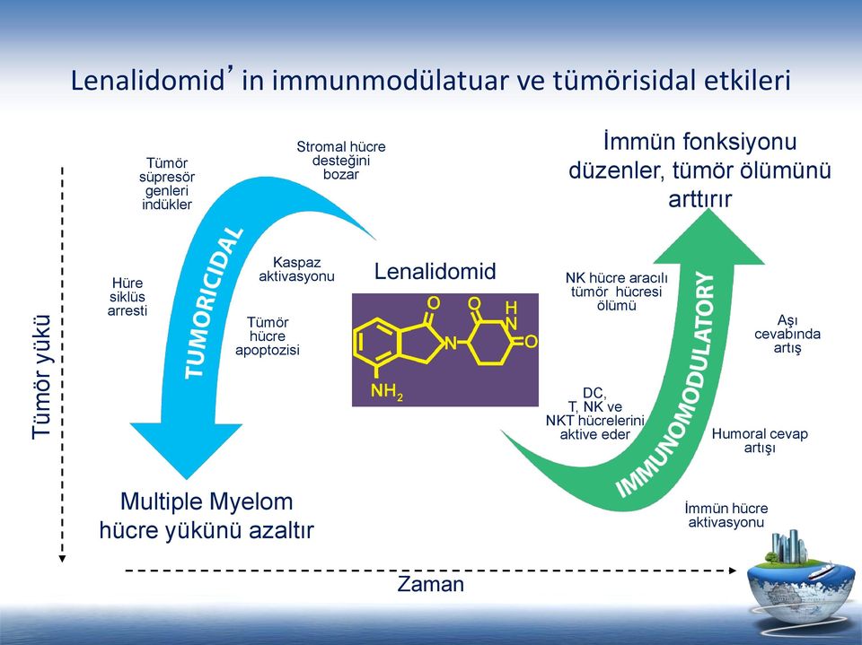 aktivasyonu Tümör hücre apoptozisi Lenalidomid NK hücre aracılı tümör hücresi ölümü Aşı cevabında artış DC,