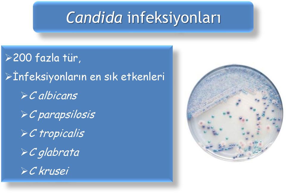 etkenleri C albicans C