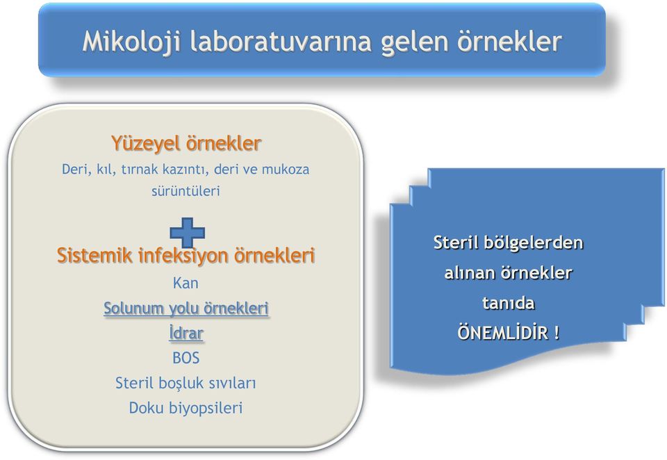 örnekleri Kan Solunum yolu örnekleri İdrar BOS Steril boşluk