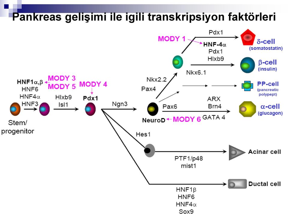 igili